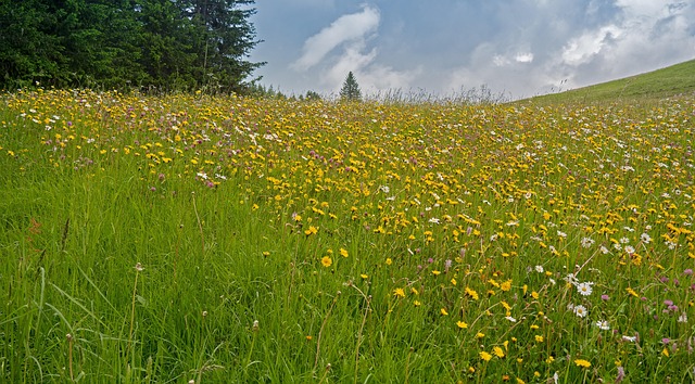 kvetoucí louka